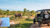 Südafrika Safari: Unvergessliches Abenteuer in der Garden Route Game Lodge